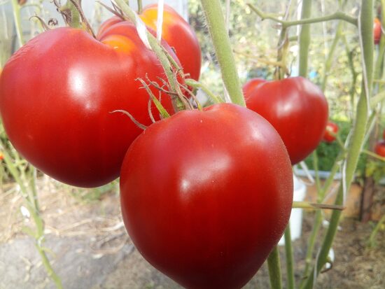 Португальское сердце куклы